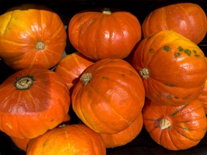 Classic pumpkin (Cucurbita pepo) for Halloween in display for retail sale, international