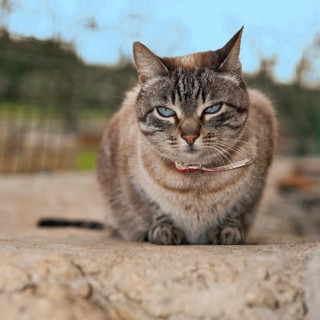 Domestic cat with collar sits relaxed on wall observing surroundings, international