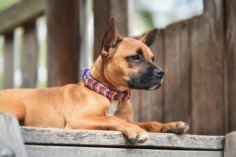 Brown mixed breed dog wearing colorful paracord collar in front of wooden background