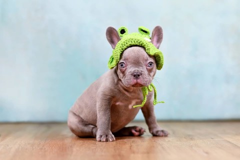 Funny young lilac French Bulldog dog puppy with knitted frog hat in front of studio background