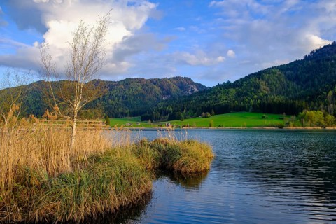 Evening atmosphere at the Weißensee, with reeds, near Techendorf, Carinthia, Austria