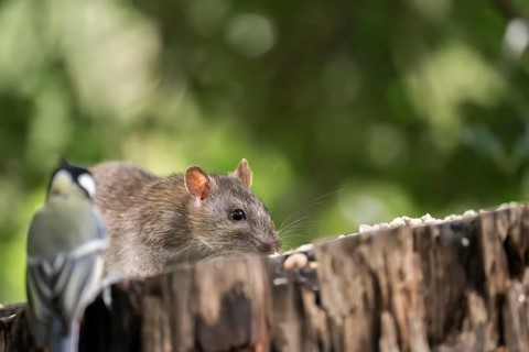 Norway rat (Rattus norvegicus) and great tit (Parus major), together on a sawn-off tree trunk with