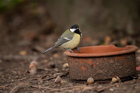 Great Tit (Parus major), sitting on the edge of a dirty clay bowl on the ground in the Botanical
