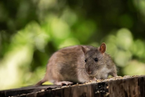 Norway rat (Rattus norvegicus), sitting on a sawn-off tree trunk with bird feeder with blurred