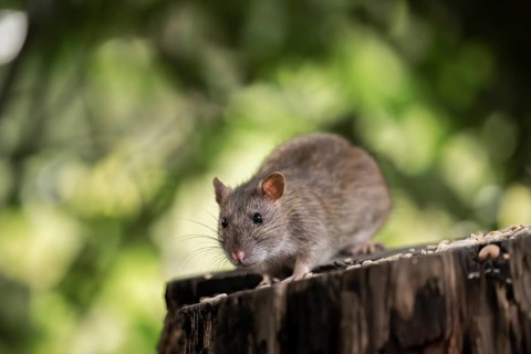Norway rat (Rattus norvegicus), sitting on a sawn-off tree trunk with bird feeder with blurred