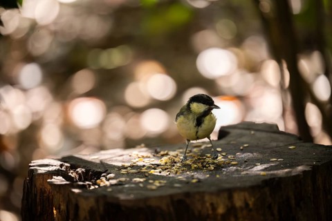 Great tit (Parus major), pecking on a tree stump covered with birdseed, with blurred light and