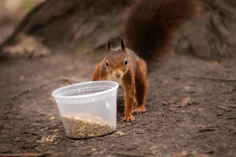Squirrel (Sciurus vulgaris), standing next to a transparent plastic cup with bird food on the