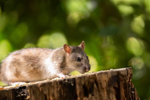 Norway rat (Rattus norvegicus), sitting on a sawn-off tree trunk with bird feeder with blurred