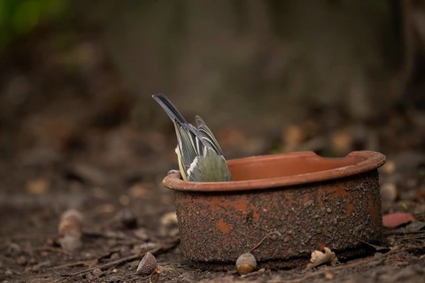 Great tit (Parus major), searching with its head in a dirty clay bowl, on the ground in the