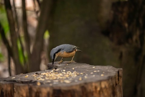 Nuthatch (Sitta europaea), pecking on a tree stump strewn with birdseed, Dortmund, North