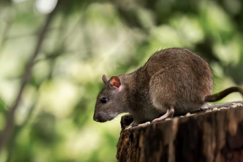 Norway rat (Rattus norvegicus), attentively looking down at the edge of a tree trunk, with blurred