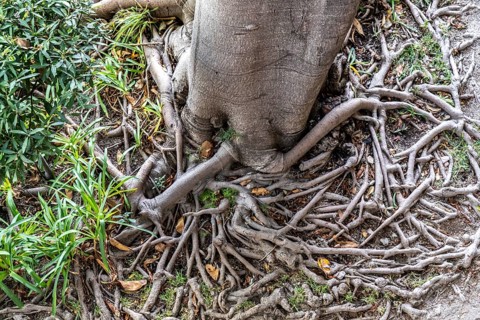 Roots of the rubber tree or Indian rubber tree, ficus elastica, in the botanical garden of the