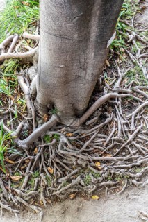 Roots of the rubber tree or Indian rubber tree, ficus elastica, in the botanical garden of the