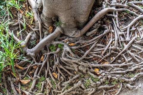 Roots of the rubber tree or Indian rubber tree, ficus elastica, in the botanical garden of the