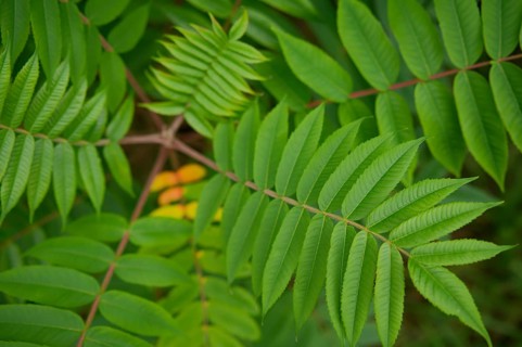 Vinegar tree (Rhus typhina), Neophyte, Invasive, Displacement, Ecology, Cane sumac, Schwäbisch