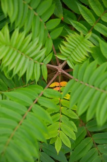 Vinegar tree (Rhus typhina), Neophyte, Invasive, Displacement, Ecology, Cane sumac, Schwäbisch