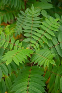 Vinegar tree (Rhus typhina), Neophyte, Invasive, Displacement, Ecology, Cane sumac, Schwäbisch