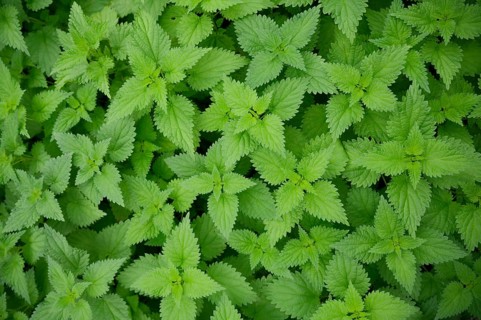Nettle (Urtica), pattern, colour pattern, carpet, leaf carpet, screensaver, wallpaper, background,