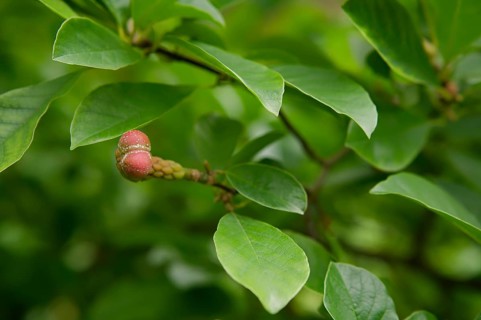 Fruit of the magnolia (Magnolia), park, municipal park, fields, Schwäbisch Hall, Hohenlohe, Germany