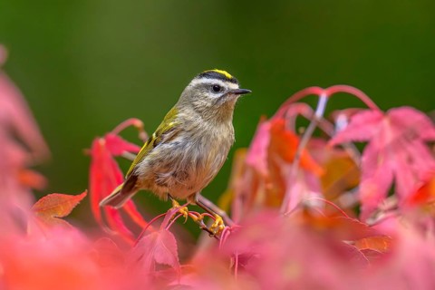 A Golden-crowned Kinglet (Regulus satrapa) perched on. branch in a colourful Japanese maple tree in