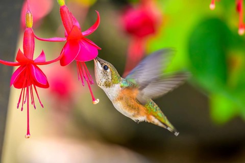 A Rufous Hummingbird (Selasphorus rufus) and Fuschia flowers, British Columbia, Canada