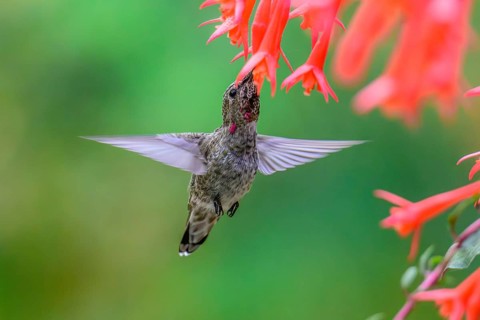 An Anna's Hummingbird (Calypte anna) feeding on nectar from a garden flower, British Columbia,