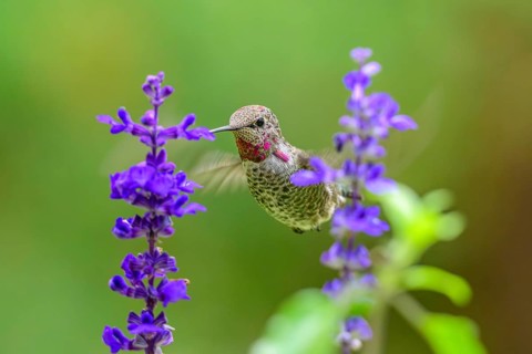 An Anna's Hummingbird (Calypte anna) feeding on nectar from a garden flower, British Columbia,