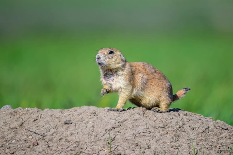 An alert Blck-tailed Prairie Dog (Cynomys ludovicianus) at the entrance to his burrow in the