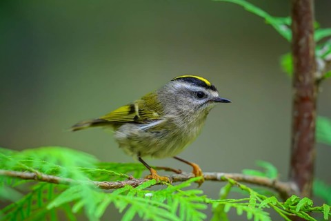 A Golden-crowned Kinglet (Regulus satrapa) perrched on a branch in a cedar tree, British Columbia,