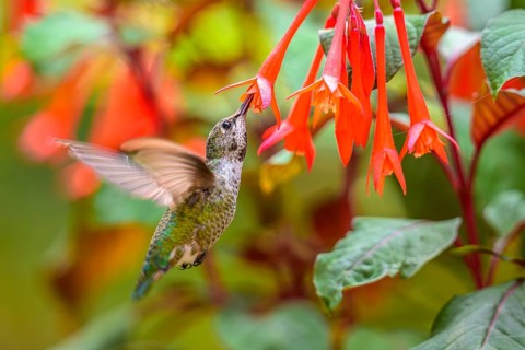 An Anna's Hummingbird (Calypte anna) feeding on nectar from a garden flower, British Columbia,