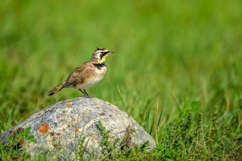 A Horned Lark (Eremophila alpestris) perching on a rock in the grasslands of southern Saskatchewan,
