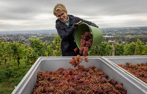 Together with the Saxon Minister of Tourism, Barbara Klepsch, the winegrowers of Schloss