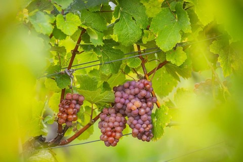 The winegrowers of Schloss Wackerbarth harvesting grapes in the vineyard (Goldener Wagen) in