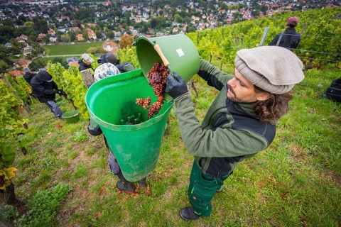 The winegrowers of Schloss Wackerbarth harvesting grapes in the vineyard (Goldener Wagen) in