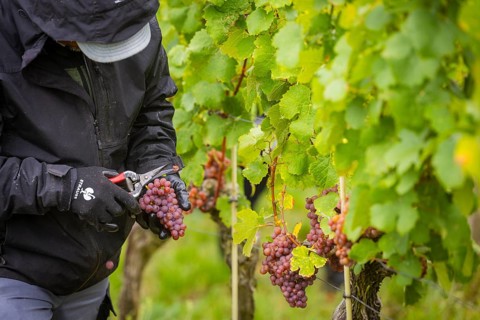 The winegrowers of Schloss Wackerbarth harvesting grapes in the vineyard (Goldener Wagen) in