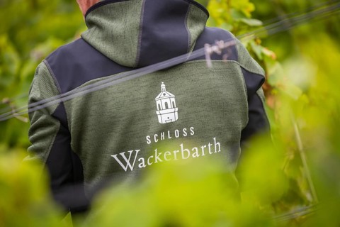 The winegrowers of Schloss Wackerbarth harvesting grapes in the vineyard (Goldener Wagen) in