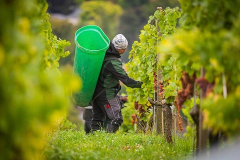 The winegrowers of Schloss Wackerbarth harvesting grapes in the vineyard (Goldener Wagen) in