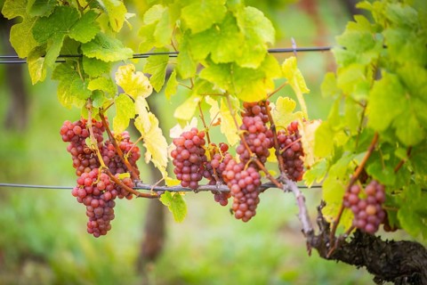 The winegrowers of Schloss Wackerbarth harvesting grapes in the vineyard (Goldener Wagen) in