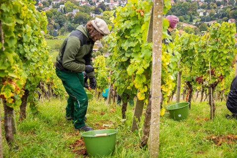 The winegrowers of Schloss Wackerbarth harvesting grapes in the vineyard (Goldener Wagen) in