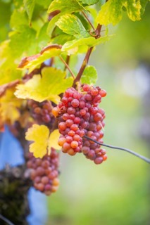 The winegrowers of Schloss Wackerbarth harvesting grapes in the vineyard (Goldener Wagen) in