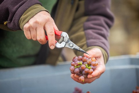 The winegrowers of Schloss Wackerbarth harvesting grapes in the vineyard (Goldener Wagen) in