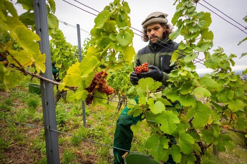 The winegrowers of Schloss Wackerbarth harvesting grapes in the vineyard (Goldener Wagen) in