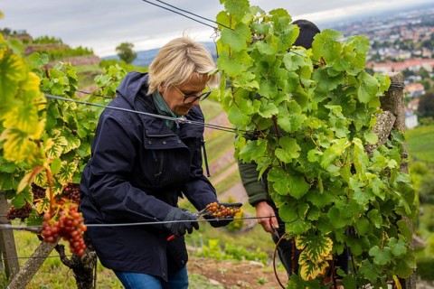 Together with the Saxon Minister of Tourism, Barbara Klepsch, the winegrowers of Schloss