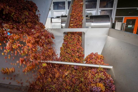 Freshly harvested grapes from the vineyard (Goldener Wagen) in Radebeul, of the Traminer Spätlese