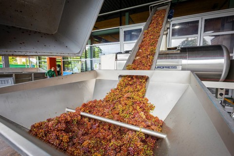 Freshly harvested grapes from the vineyard (Goldener Wagen) in Radebeul, of the Traminer Spätlese