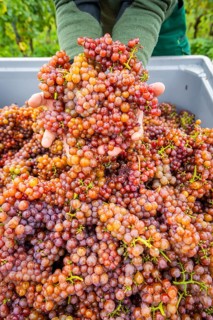 The winegrowers of Schloss Wackerbarth harvesting grapes in the vineyard (Goldener Wagen) in