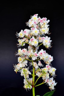 Horse chestnut (Aesculus hippocastanum), flower, inflorescence against a black background,