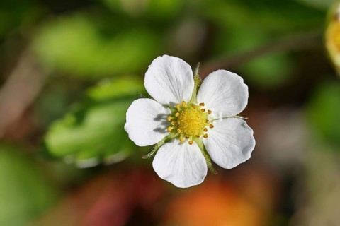 Wild strawberry (Fragaria vesca), in bloom, wild strawberry blossom, close-up, Wilnsdorf, North