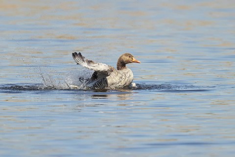 Greylag goose (Anser anser), bathing, flapping its wings on a pond, Wagbachniederung nature