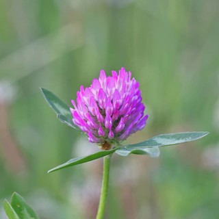 Meadow clover, red clover (Trifolium pratense), flower in a meadow, medicinal herb, Wilnsdorf,